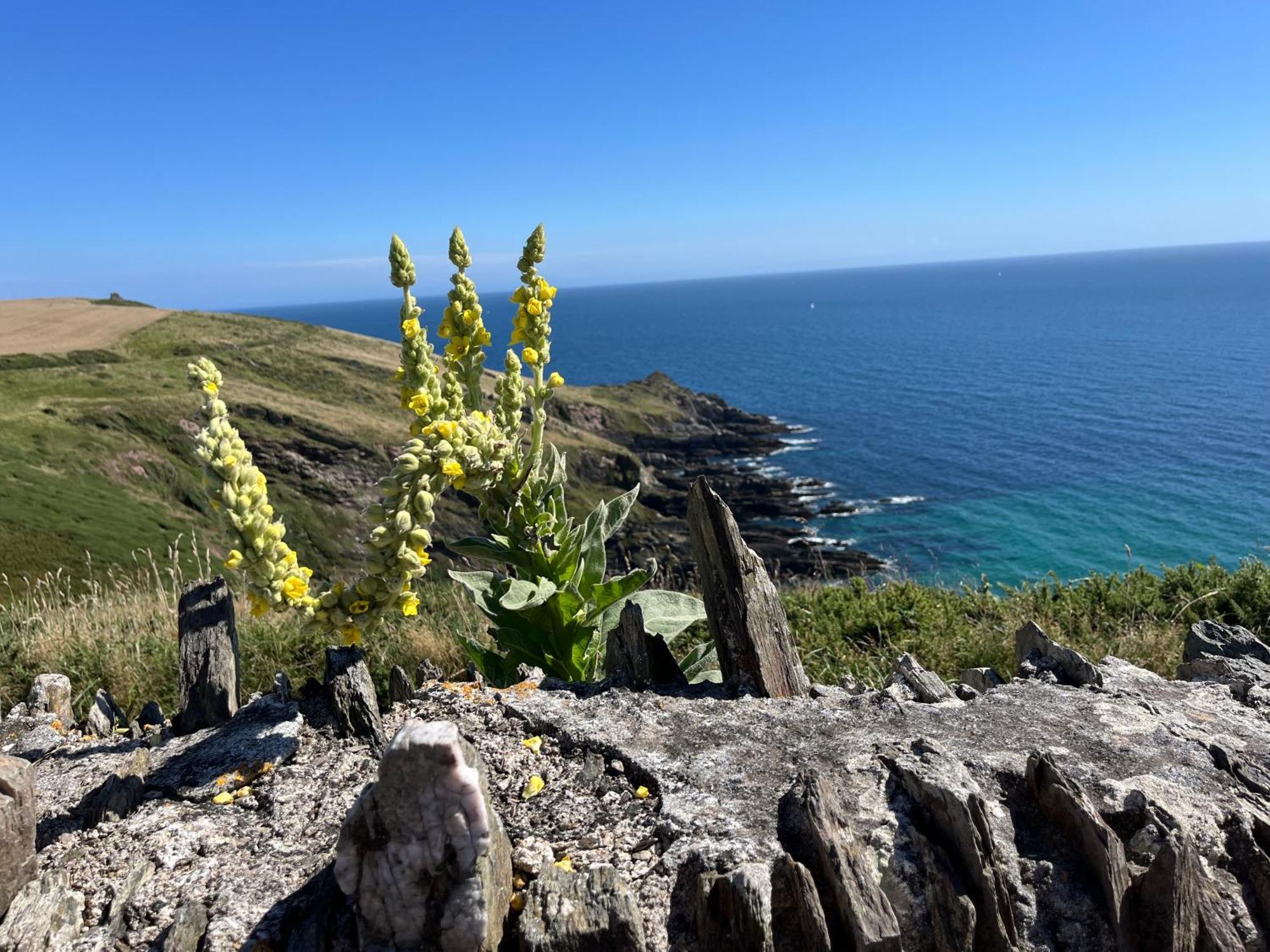 Pilchards Cottage Noss Mayo Εξωτερικό φωτογραφία